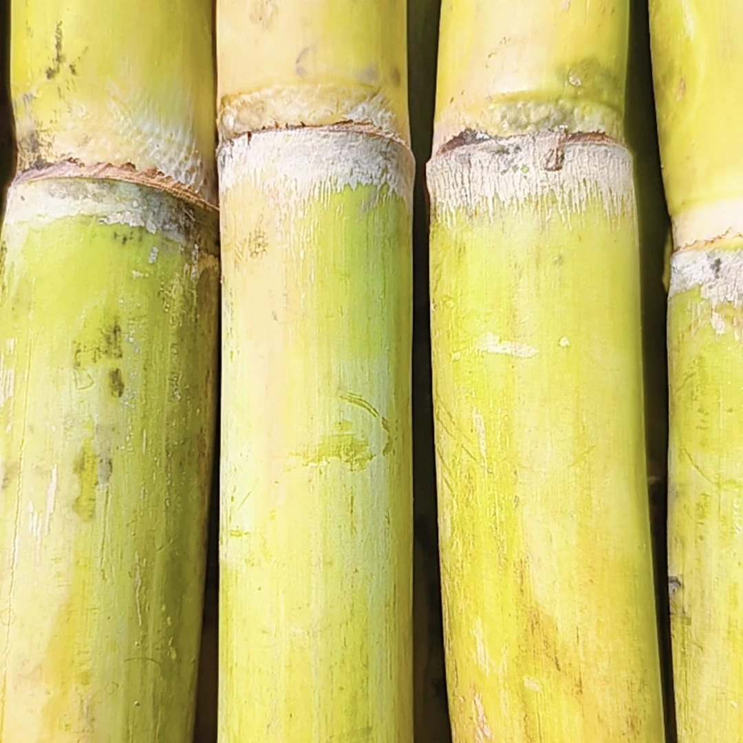 大春家的新鲜玻璃翠甘蔗，脆甜多汁，清香可口