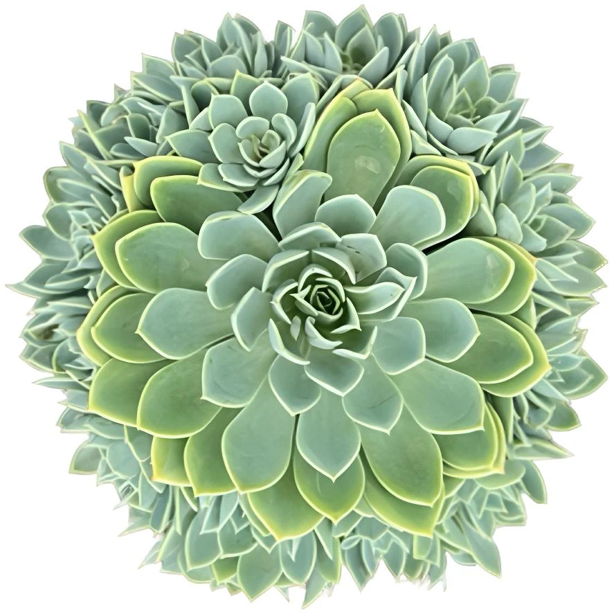 【三色堇】（土球发货20-23cm）群生老桩多肉植物手捧花状好养活盆栽