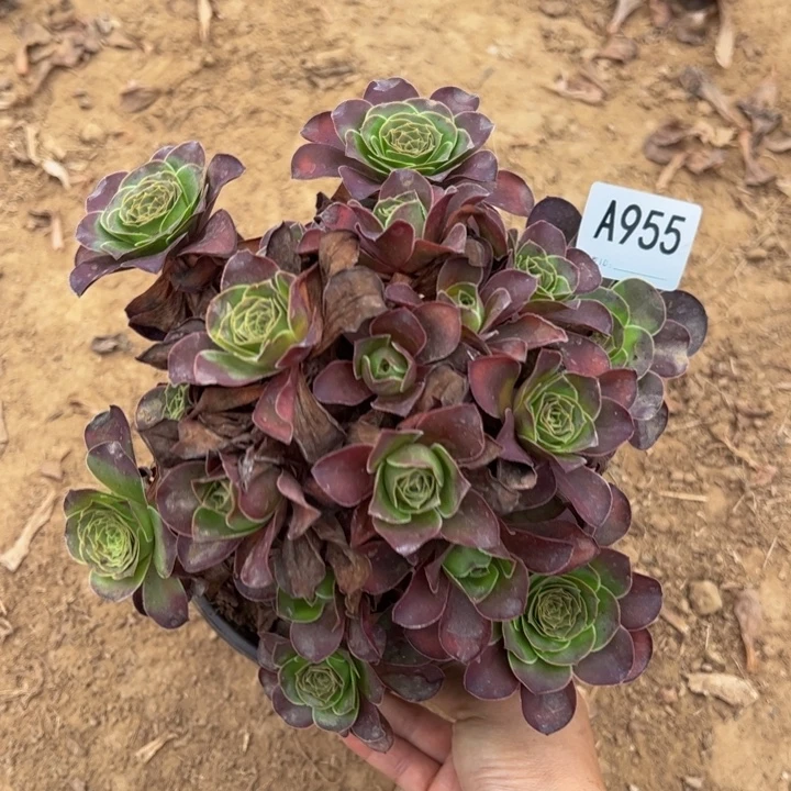 魅金多肉植物955.