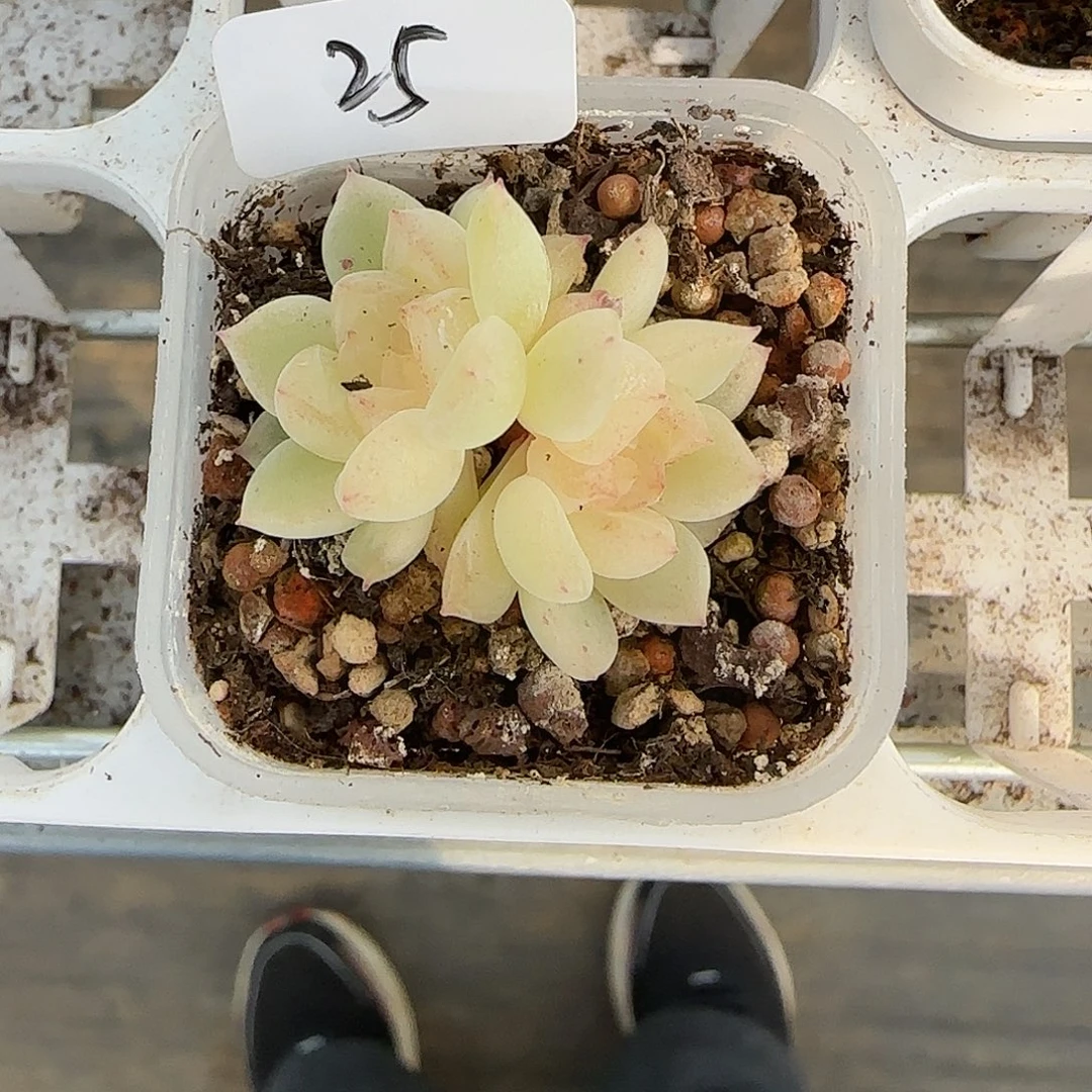 养***姨25福利黄心财富双头