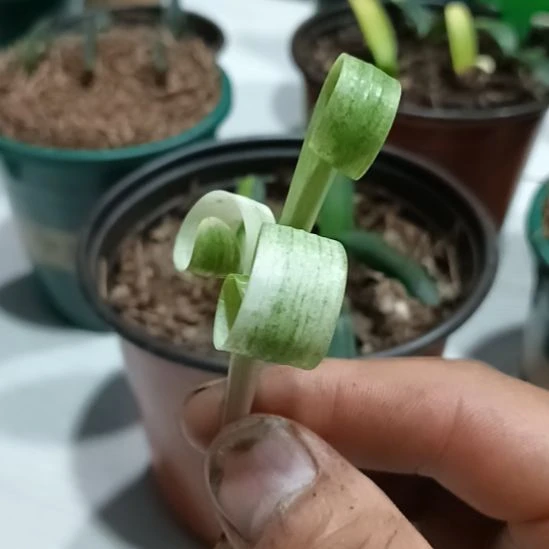 皮***哥无花朵君子兰小苗君子兰小苗君子兰小苗