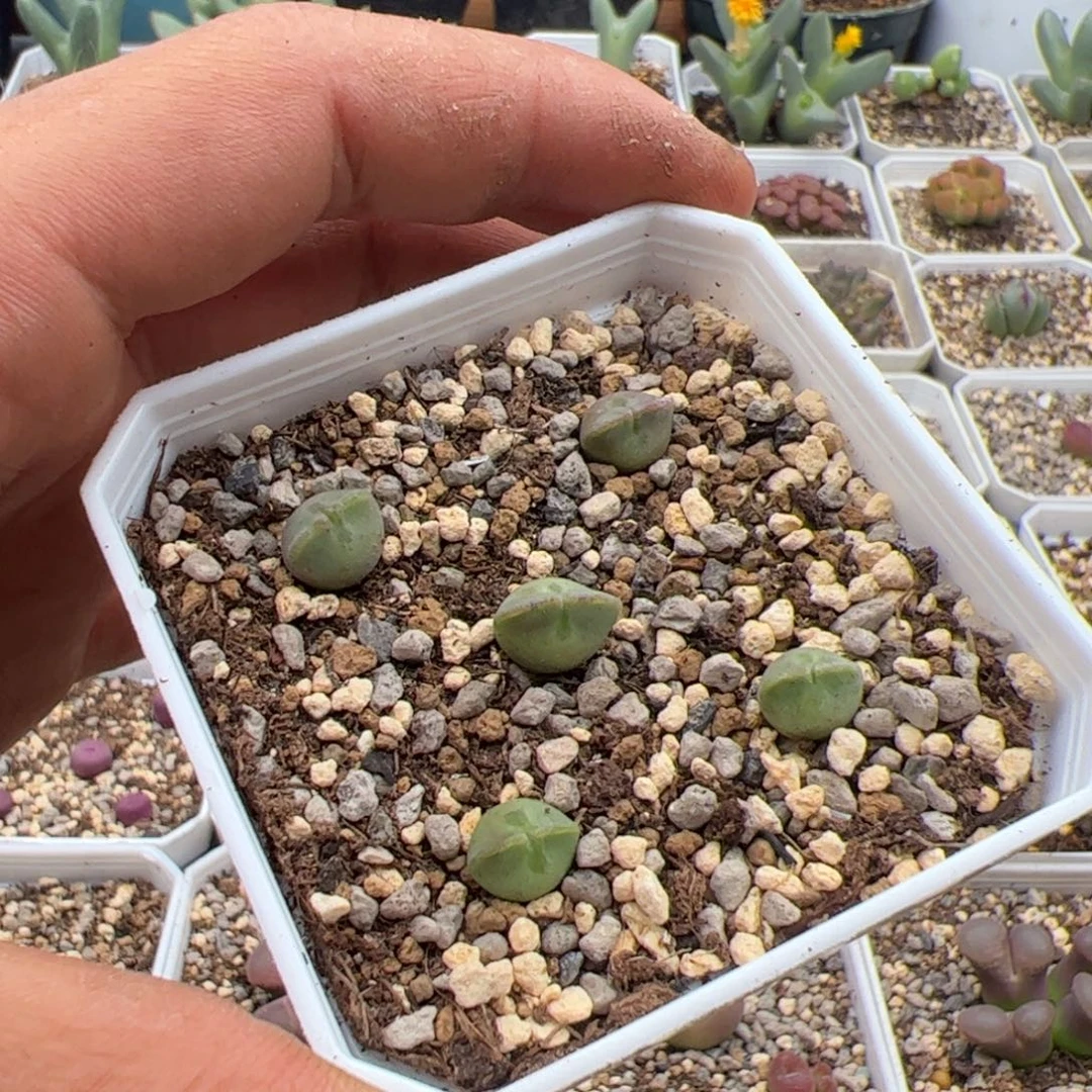 10.3大眼睛多肉植物组合234