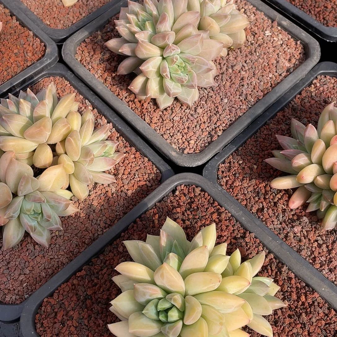 假面美人12厘米可挑