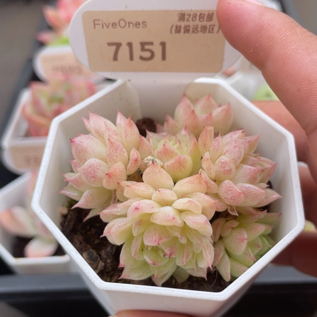 7151麦秆群5.0厘米