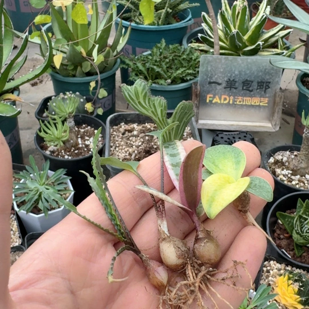 435油点百合4种一份脱土发货