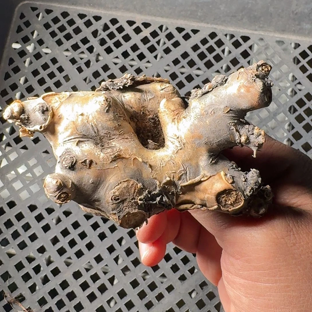 里特黑鬼殿一个约8cm