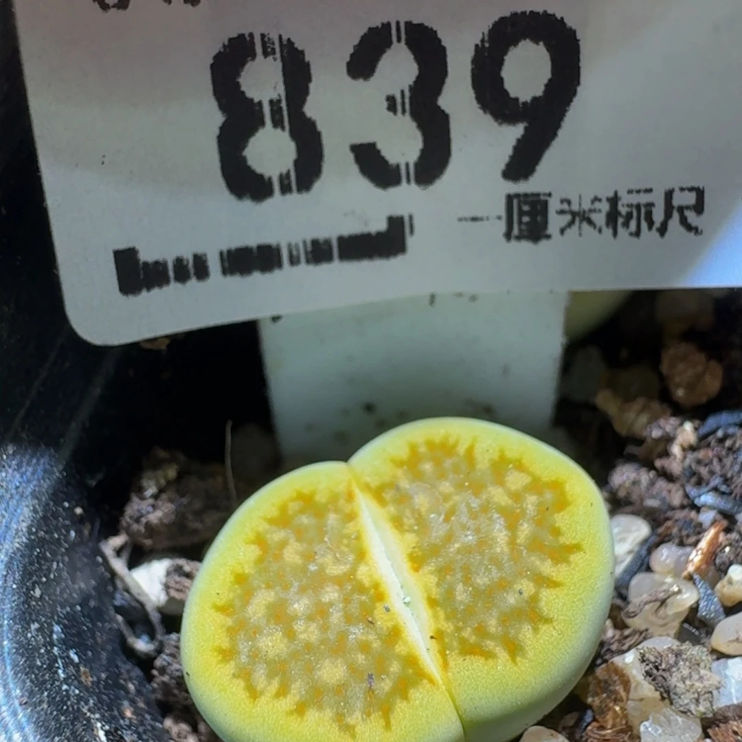 Ssss精品生石花839