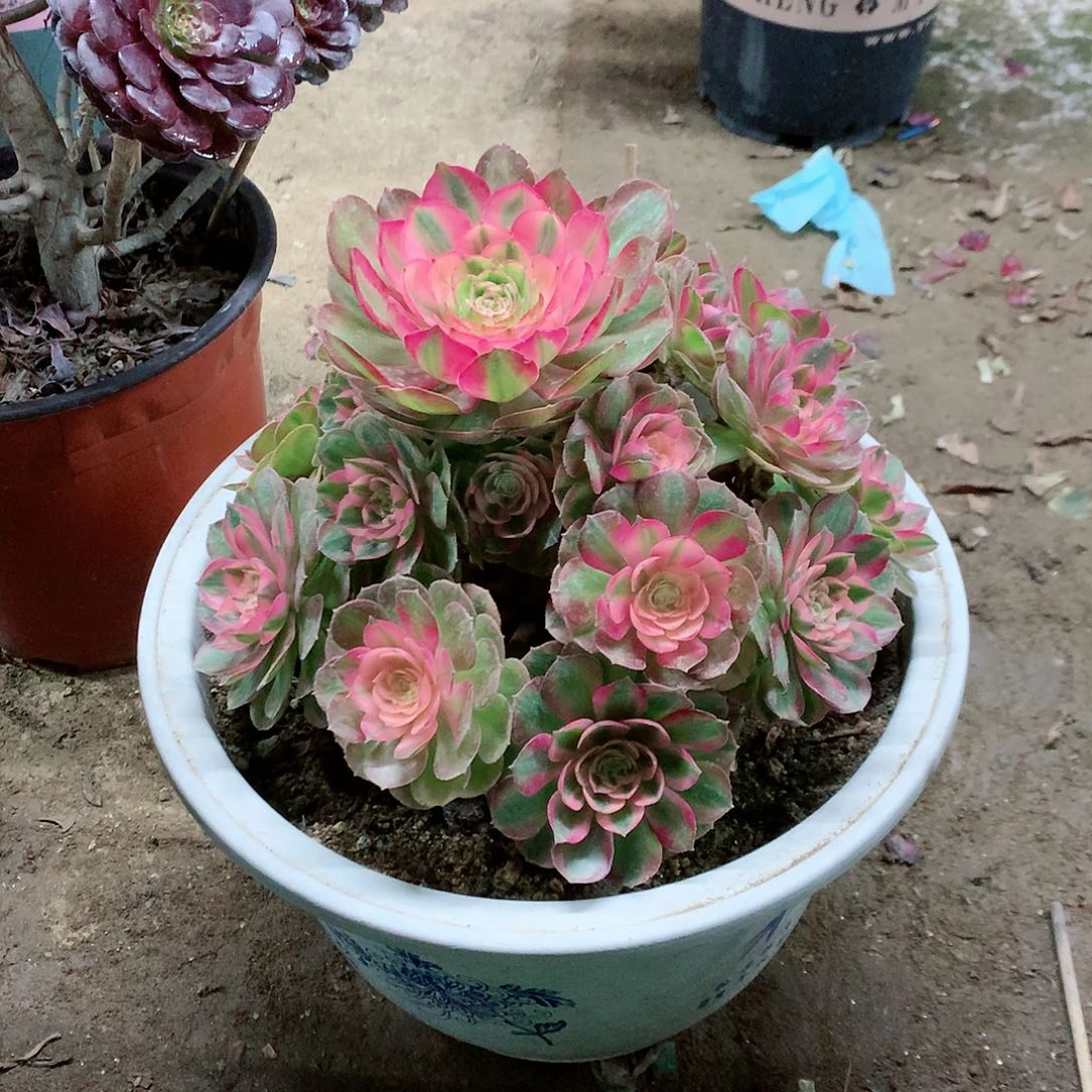 【闪购商品】仰**空万白，多肉