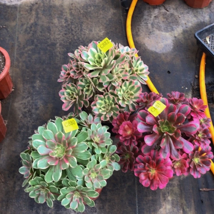 3棵多肉880啊00000000