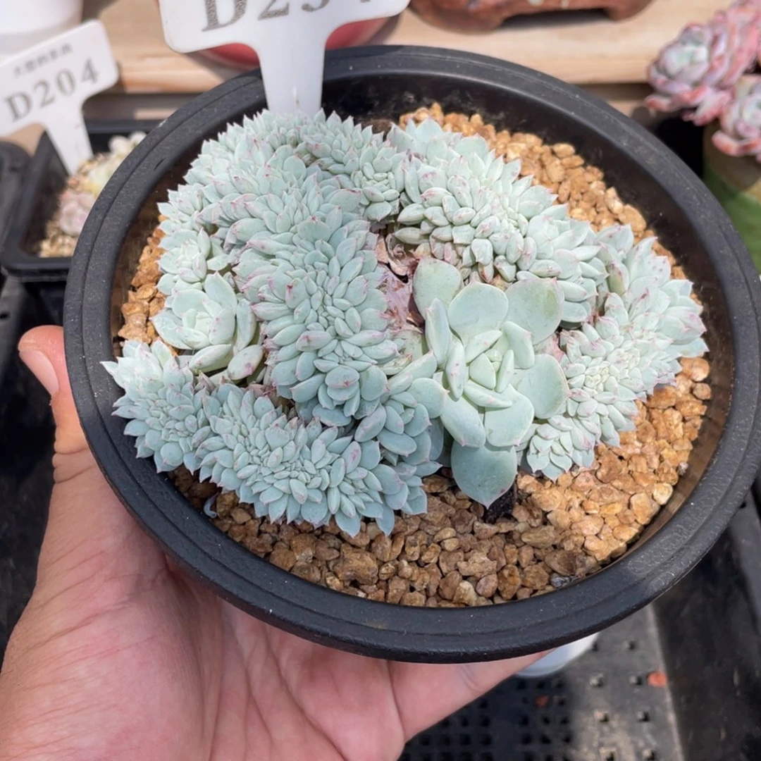 234黛露露不带盆13厘米
