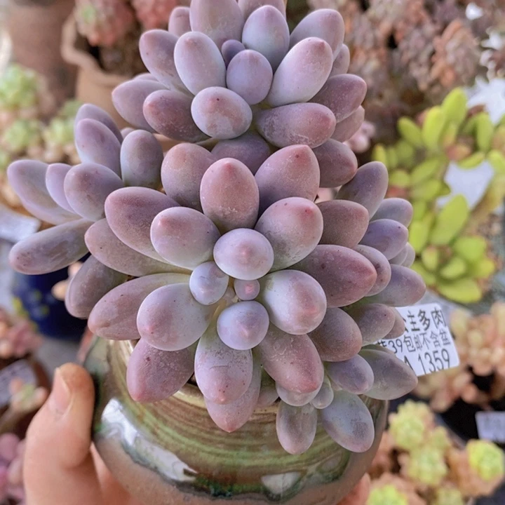 汤圆9cm1359多肉植物