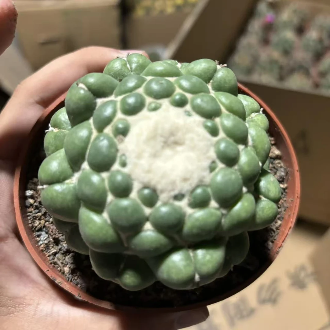有根蜘蛛眼象牙8cm   仙人球夏型种绿植盆栽桌面阳台