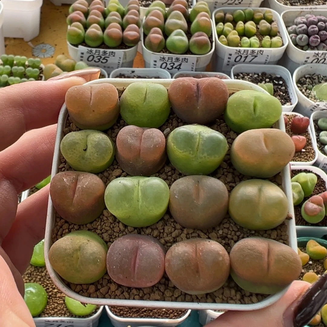038毛汉尼裸根发货
