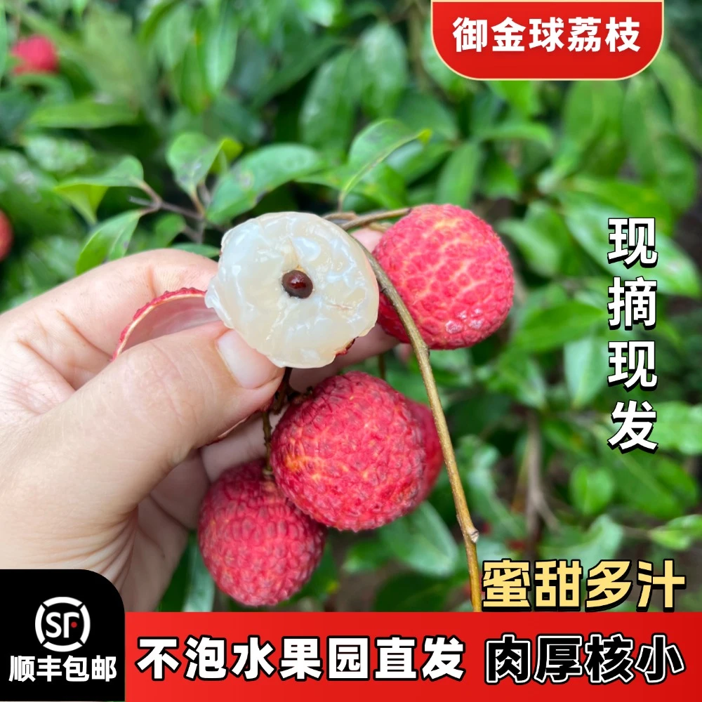 【顺丰京东冷链】御金球小糯荔枝现摘现发正宗广东老树果脆甜多汁