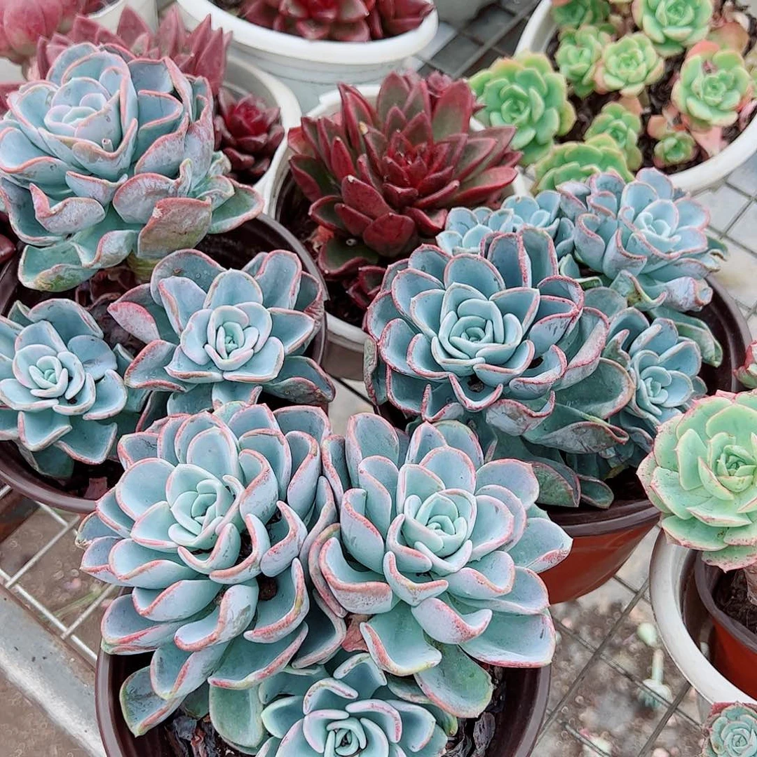 美尻大单头带崽精品特价