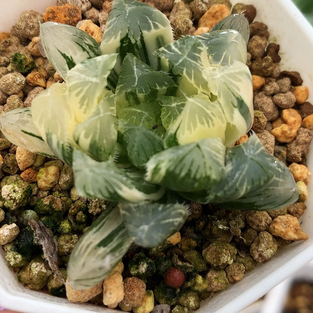 夏沫玉露锦，22号，一物一拍