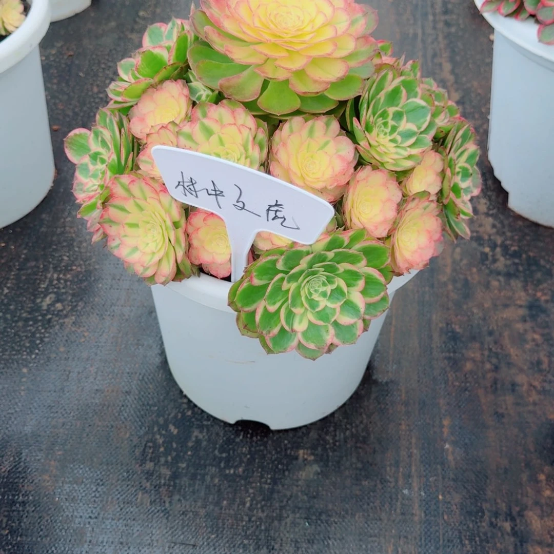 林***虎cjnffbbdbdbdbdbd
