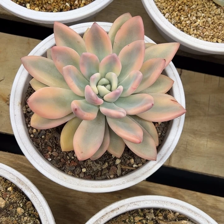 奥普琳娜锦 阿松多肉