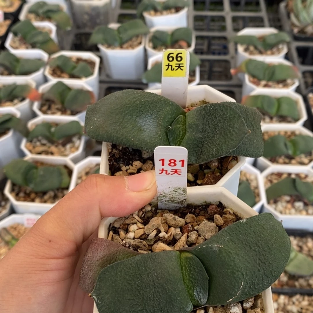 66号181号2颗实生卧牛