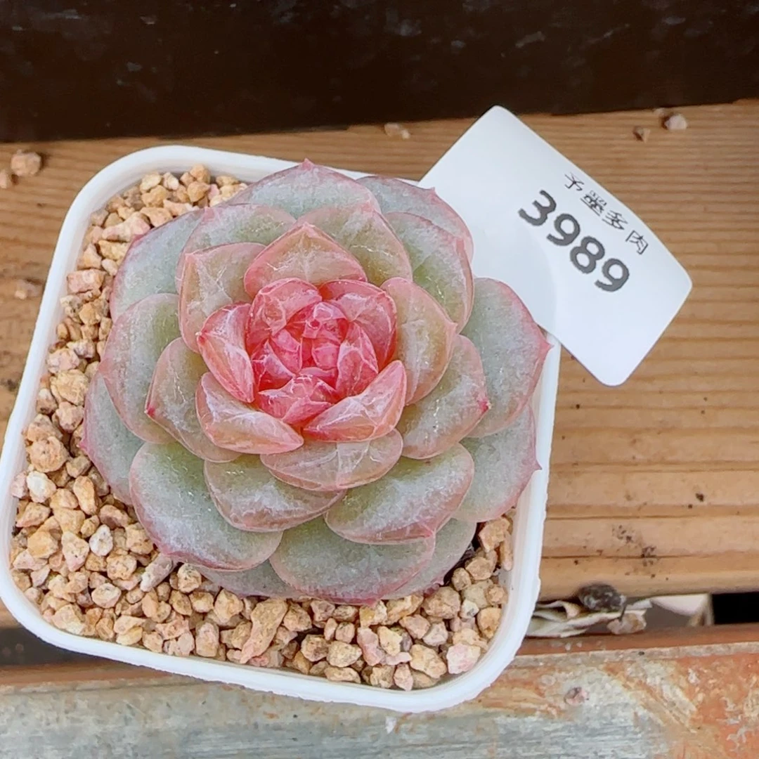 软糖优选，3989多肉植物