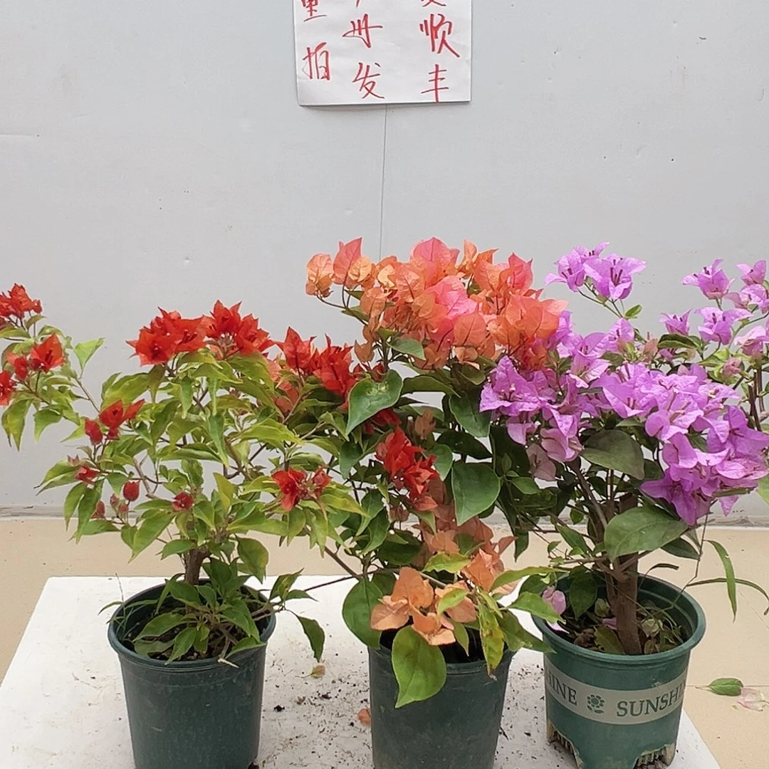 大部分花苞少量开放热火桑巴，波妹，巴西紫组合