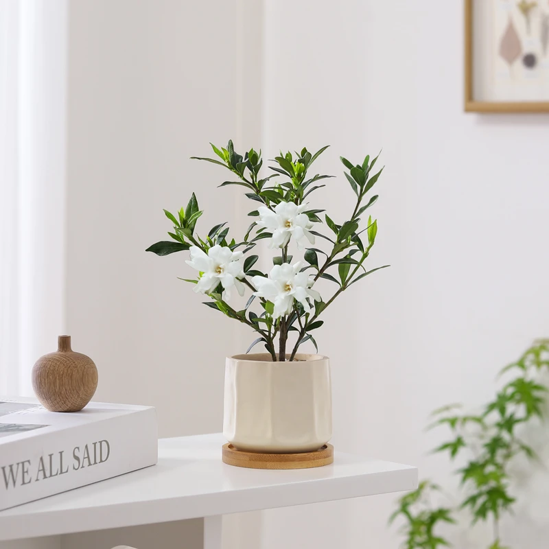 小叶栀子花盆栽开花浓香植物室内桌面茶几好养花卉绿植办公室盆景