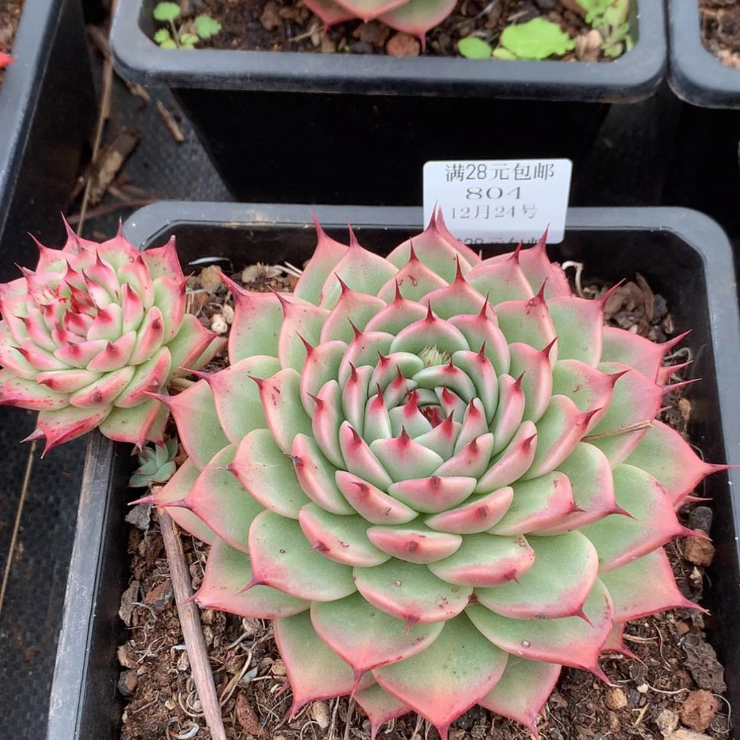 【闪购商品】云804号