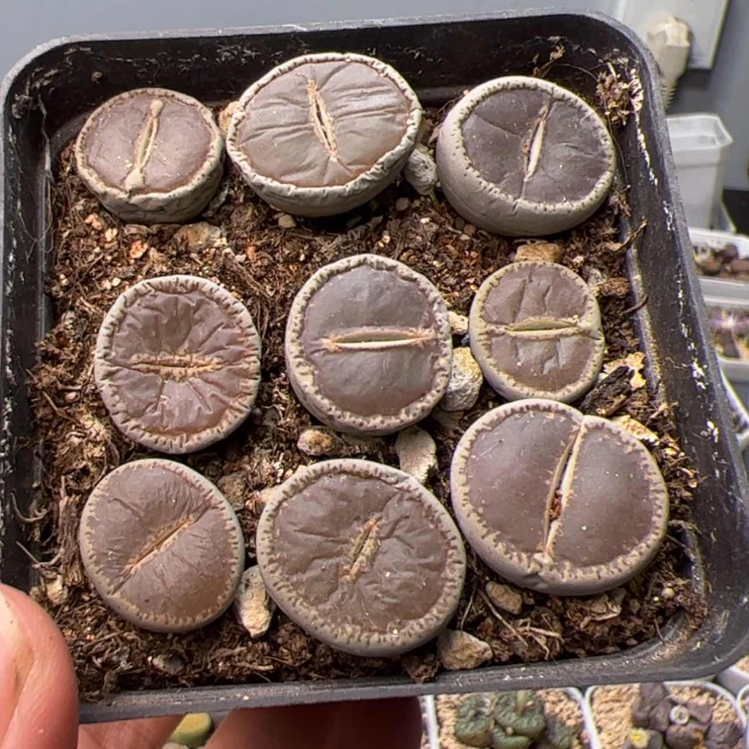 【闪购商品】00000000023