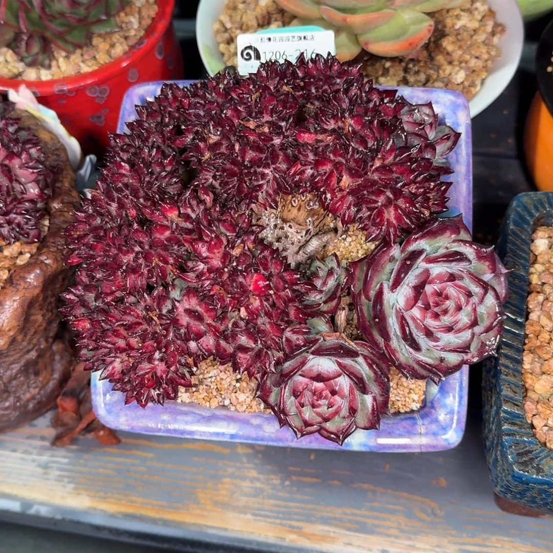 从前慢花园多肉编号1206.216