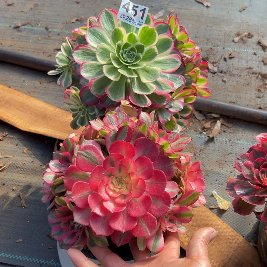 爱***货多肉植物451两颗的