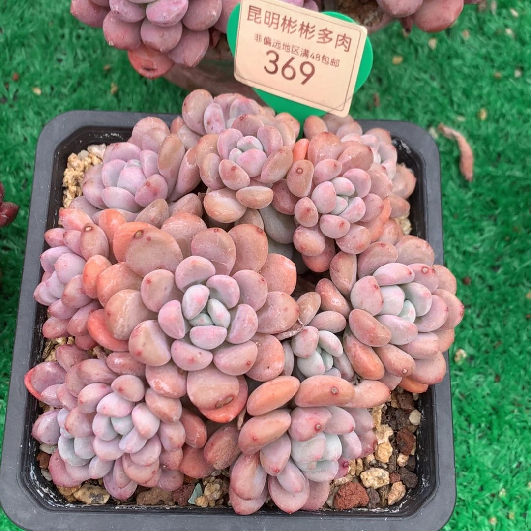 白露老桩无砍369