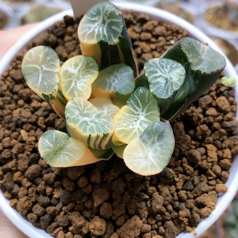 【闪购商品】65白妙万象锦