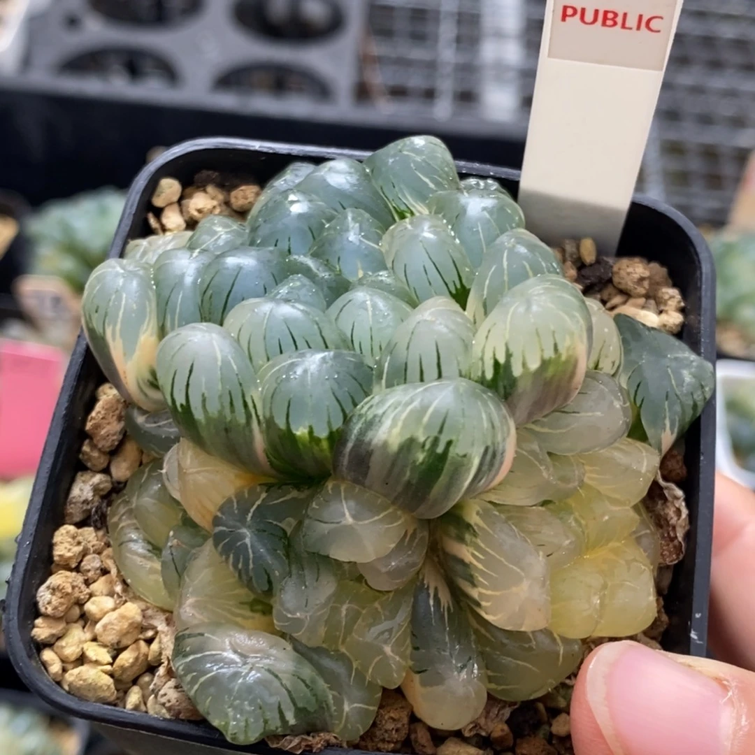 517号实生湖水糊斑趋势