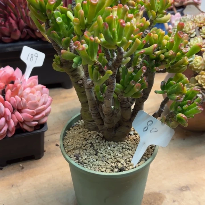 多肉植物，吸财树80号