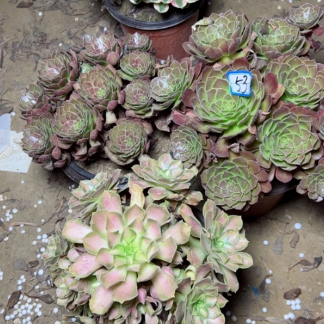 【闪购商品】断枝不包53