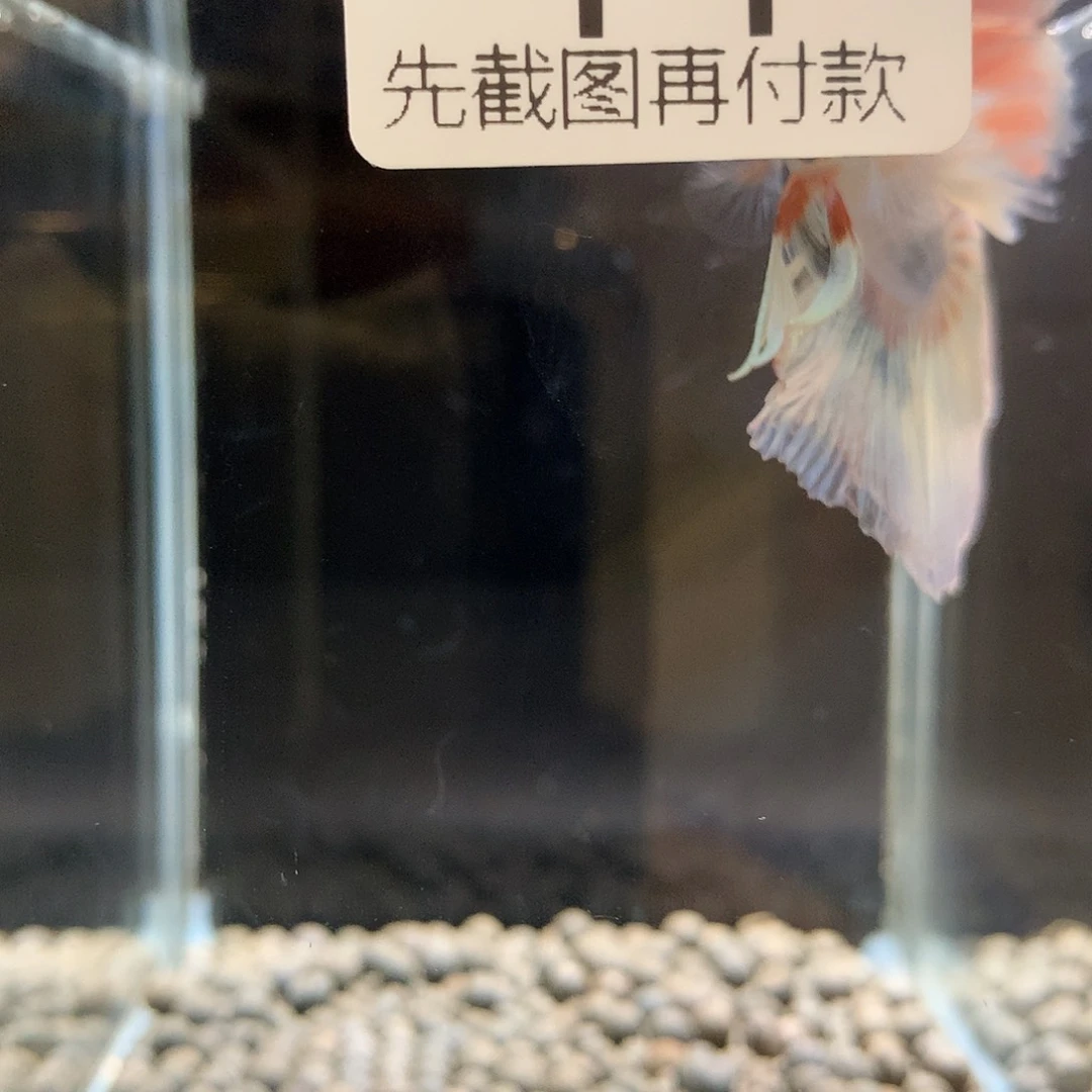 雨***同海水鱼泰国斗鱼七鱼14