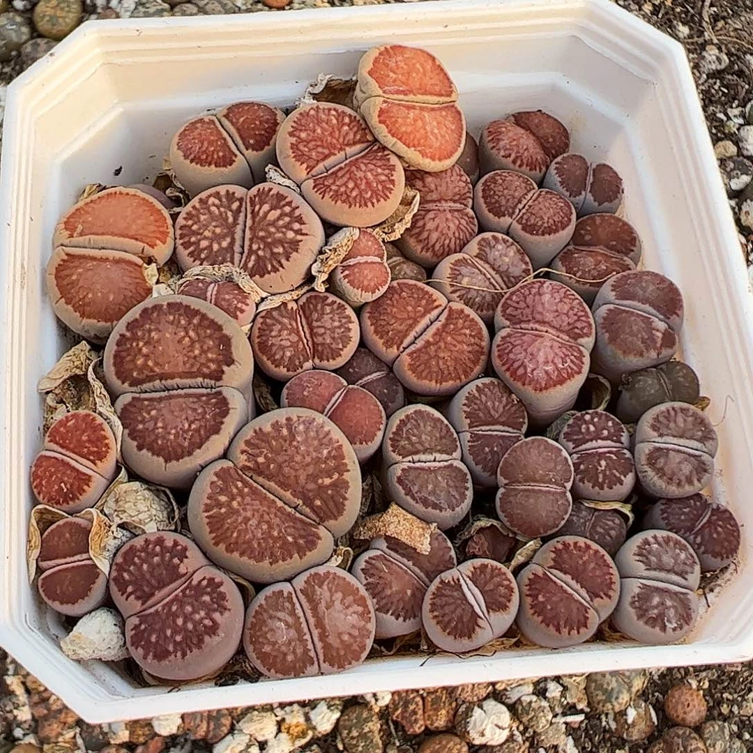 带盆发有小腿……………