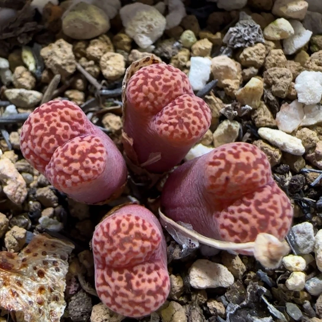 7.17。 .842鸟。 5012