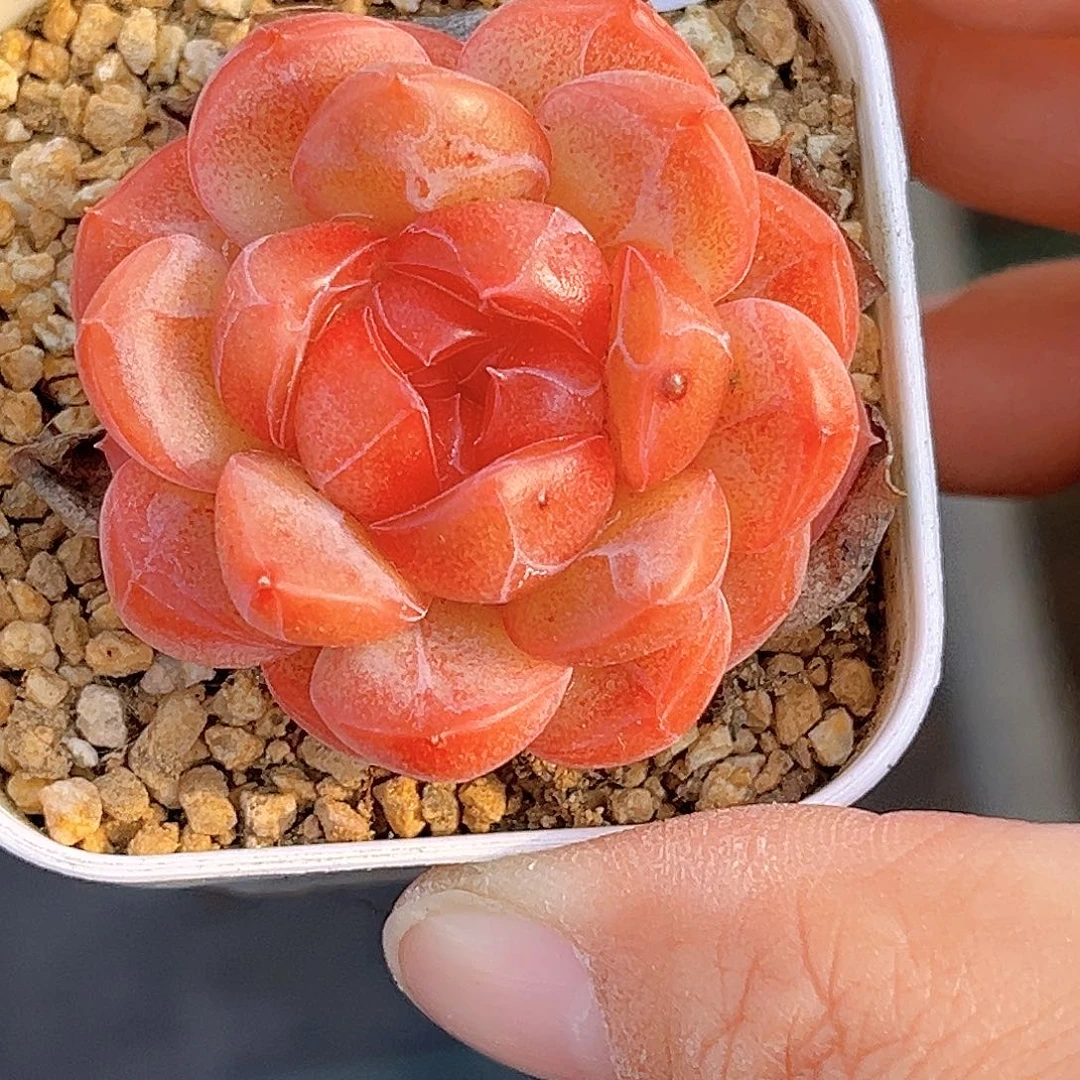 381 新品珍妮 微瑕 清