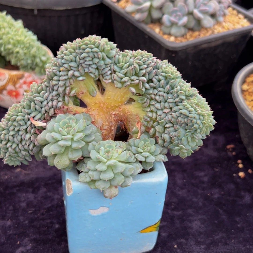 新年快乐 新年快乐 新年快乐