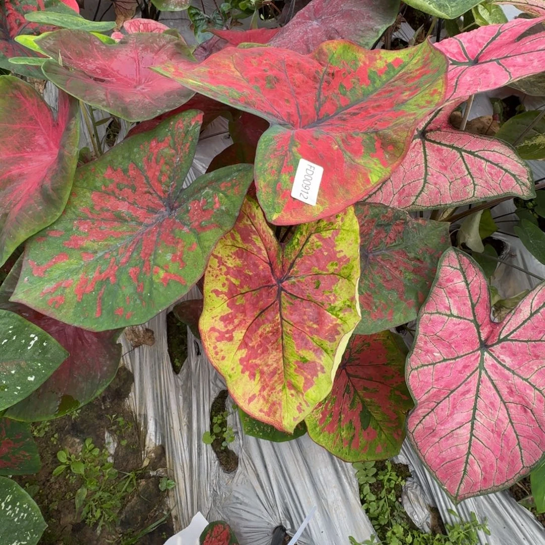 夏***呀无花朵覆盆子寄养00912