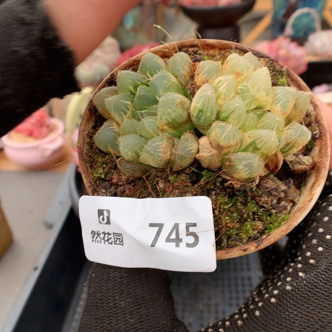 745玉露多肉植物6666