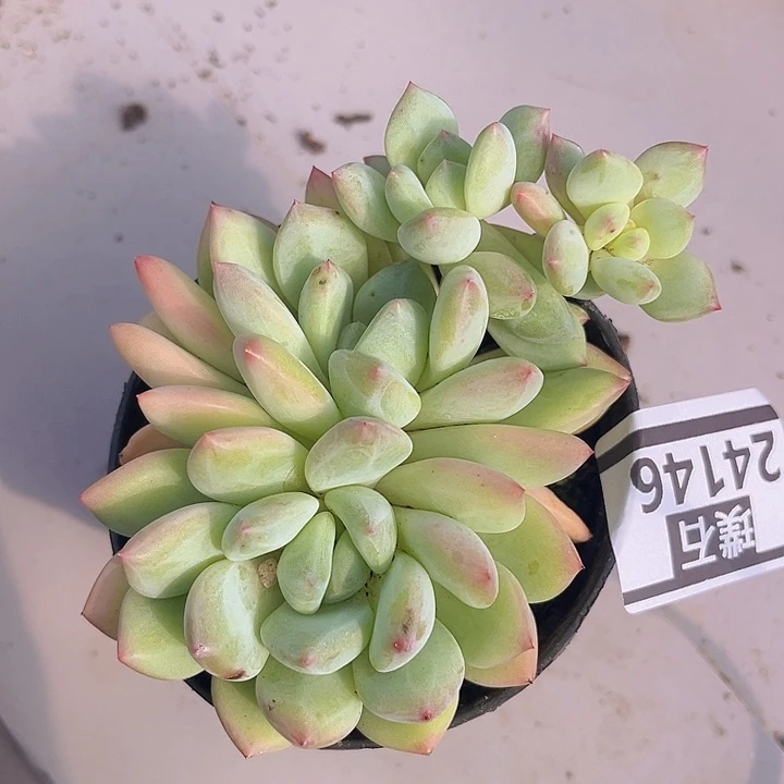 美人杂24146多肉植物