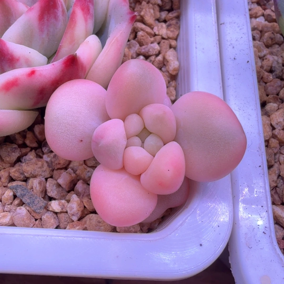 一***^一半 多肉植物锦