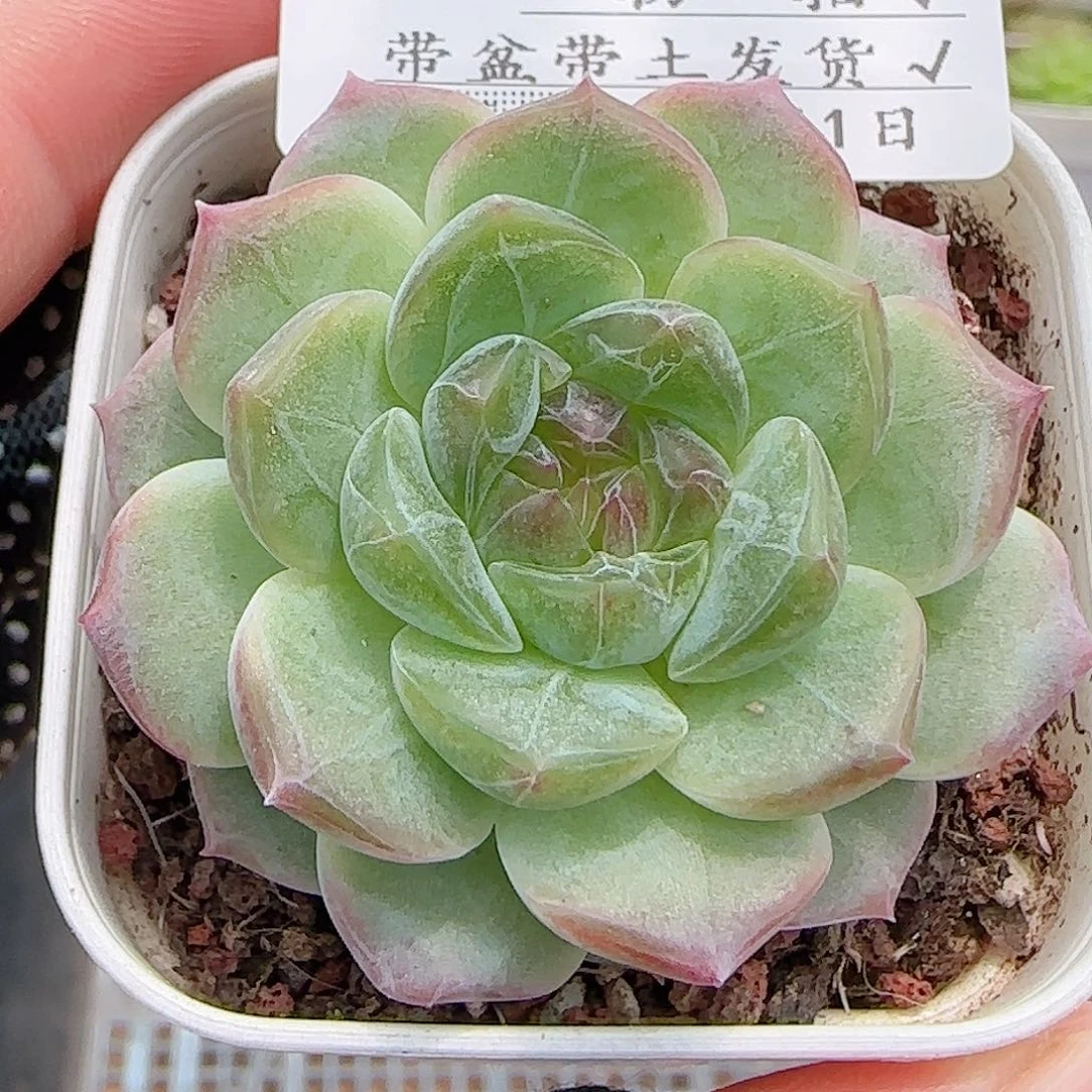 多肉0811-265无尽灯