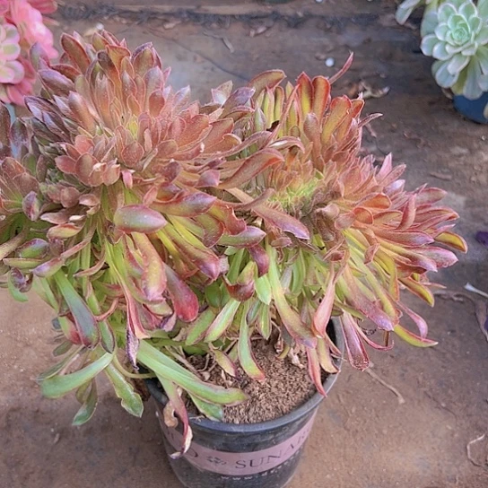 绝****春多肉植物十个