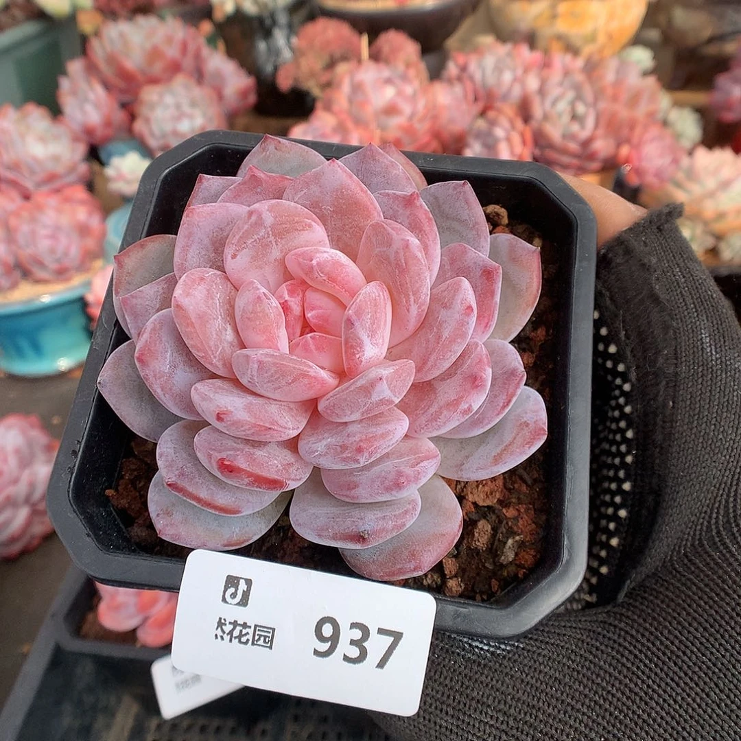 937雪天使多肉植物666
