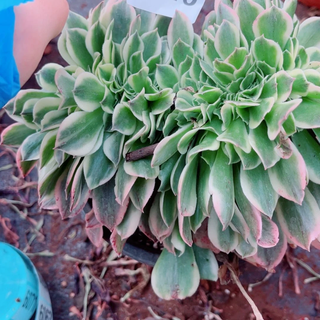 兰绿豆沙缀化多肉植物