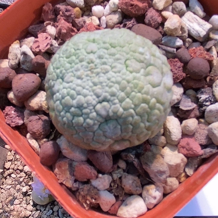 2752凝蹄玉一颗。