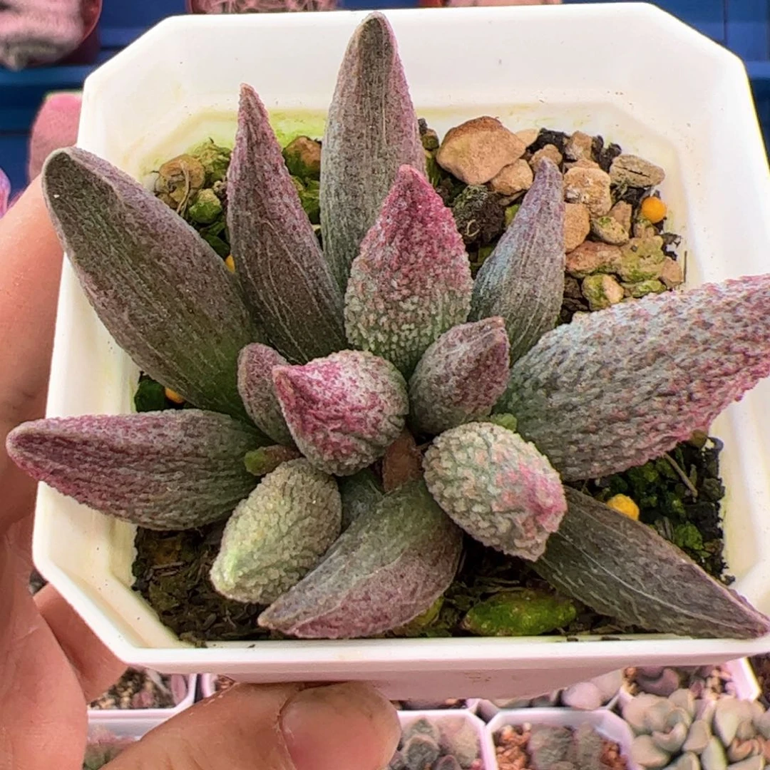 纯红哈默杂。